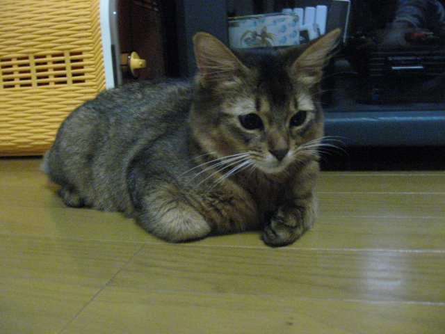 まりぼーの日記